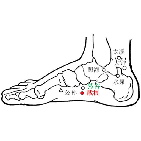 截根穴位置|截根穴:穴位簡介,主要功效,針灸部位,